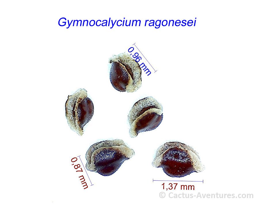 Gymnocalycium ragonesei 1